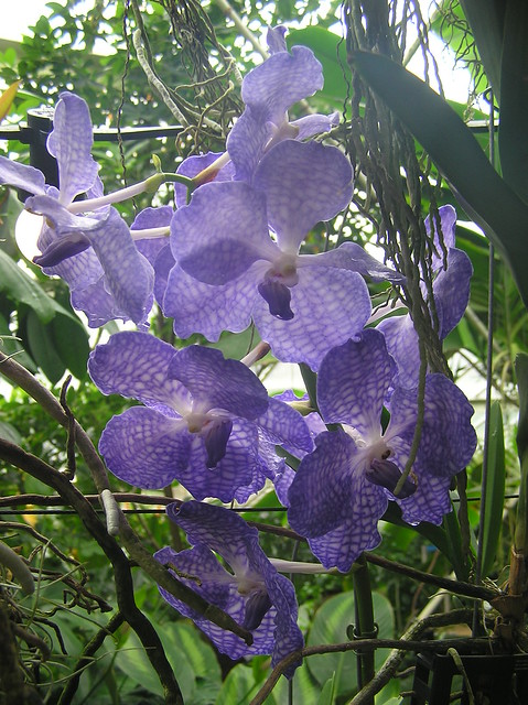 Kew Gardens 23rd Orchid Festival