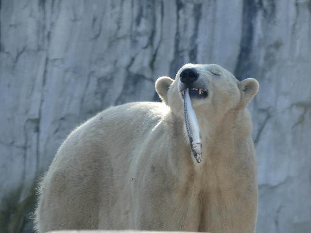 Eisbär Nika, Zoo Karlsruhe