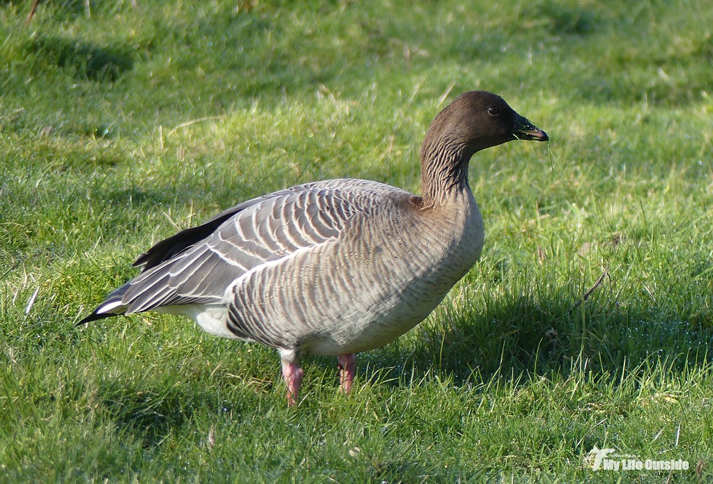 P1130747 - Pink-footed Goose, Holkham