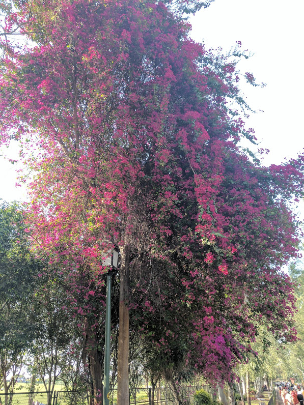 Spring in Delhi: Raj Ghat