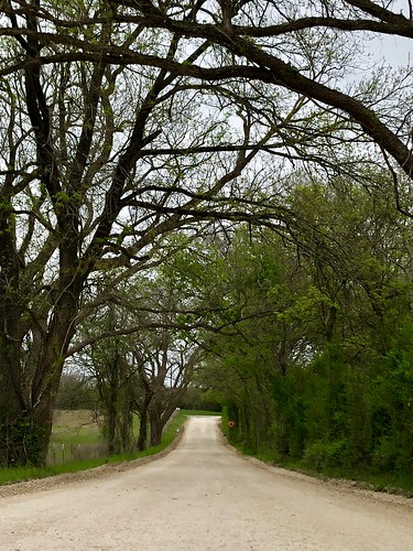 road trees washingtoncounty 2018 texas countryside usa iphone image photo mabrycampbell wildflowers wildflower chappellhill flowers landscape