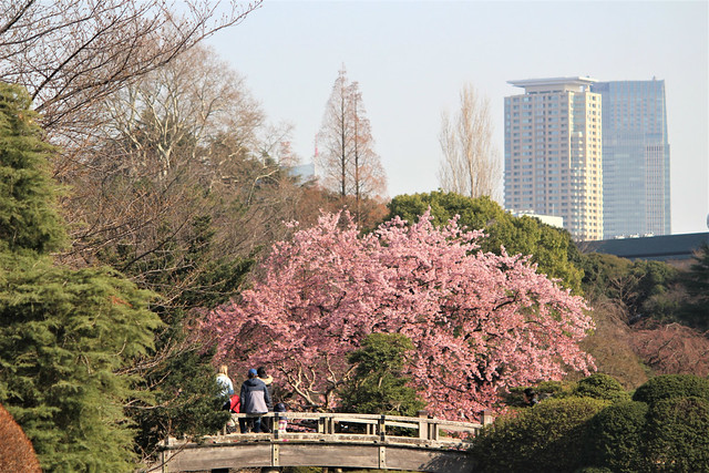 2018年3月13日の新宿御苑の桜開花状況（画像）