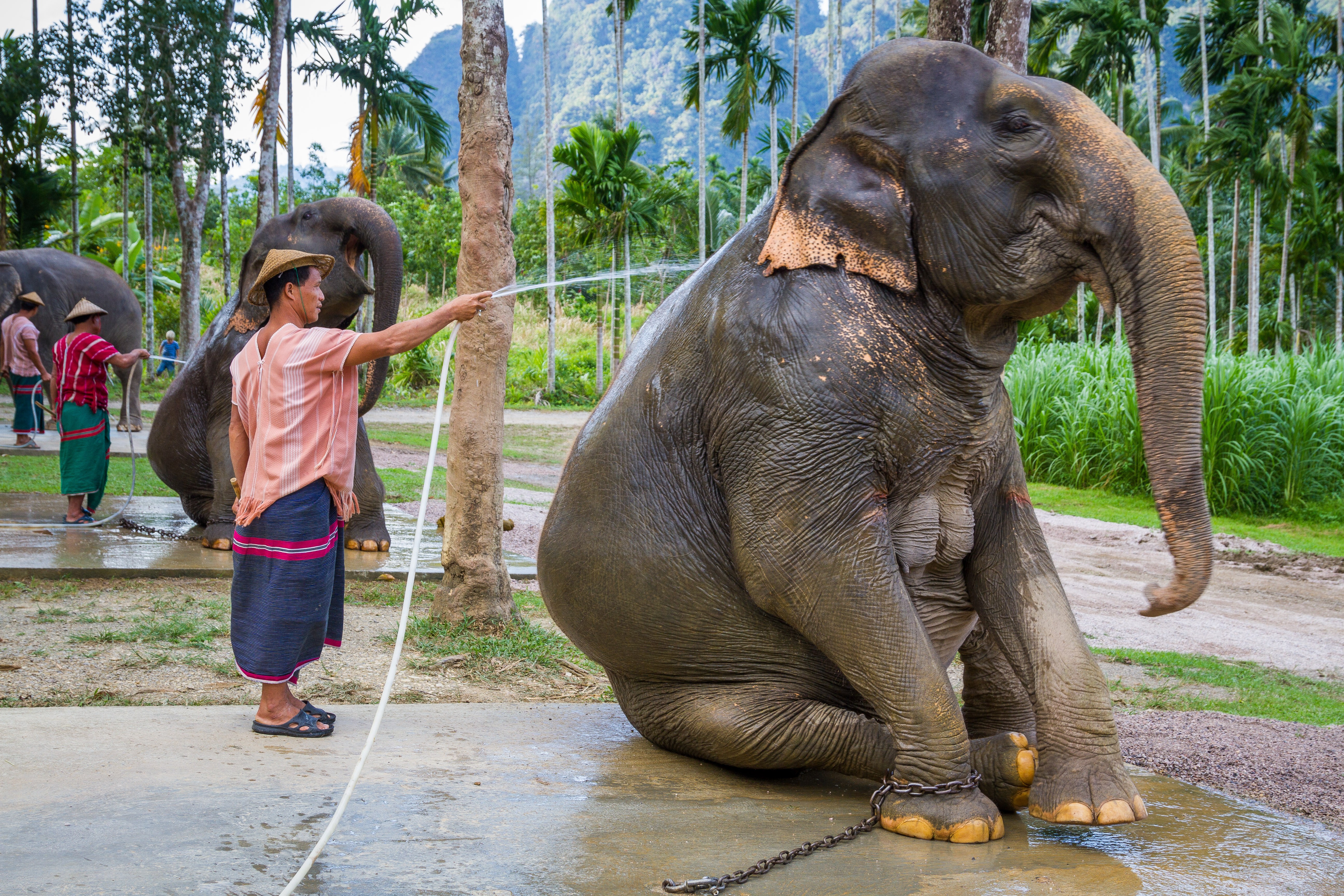 Mahout cleaning an elephant at Khao Sok, Thailand.