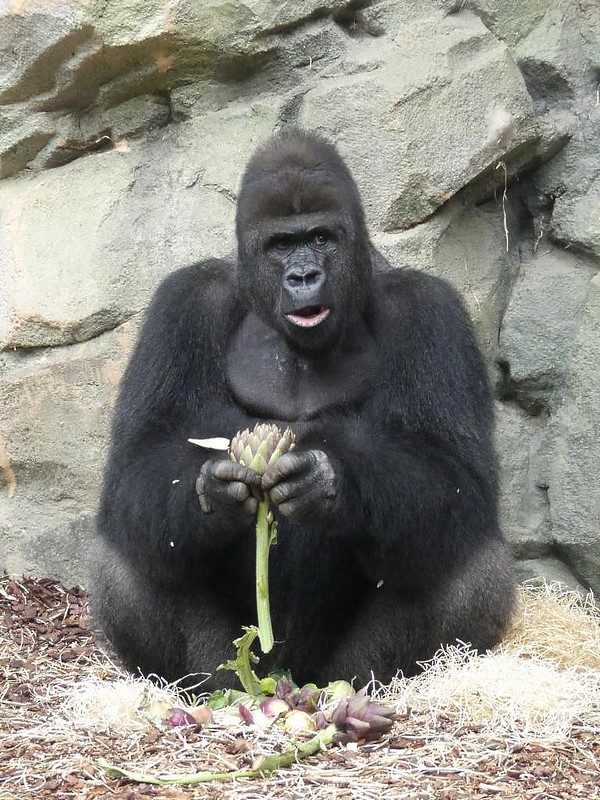 Gorilla Viatu, Zoo Frankfurt