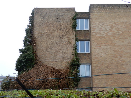 massive ivy collapse