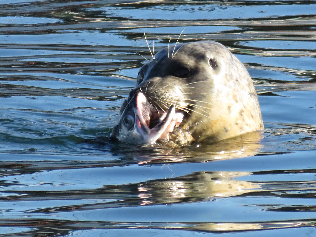 Seal  taken at the Comox marina.