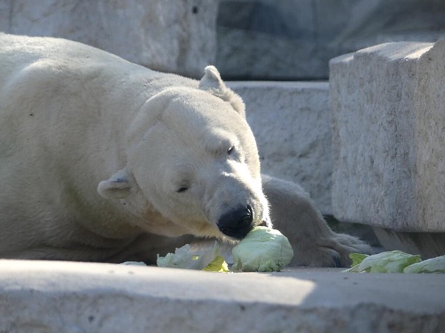 Eisbär Kap, Zoo Karlsruhe