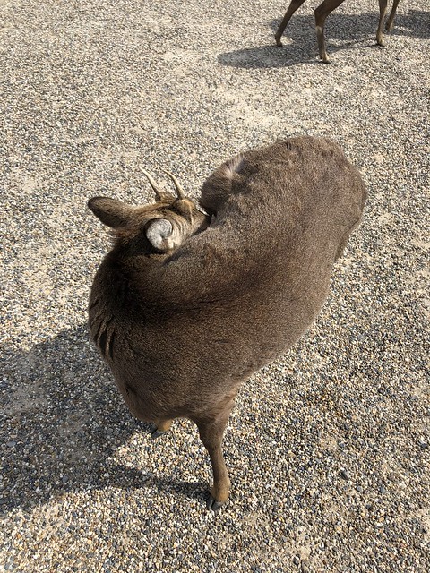 Nara's very friendly deer