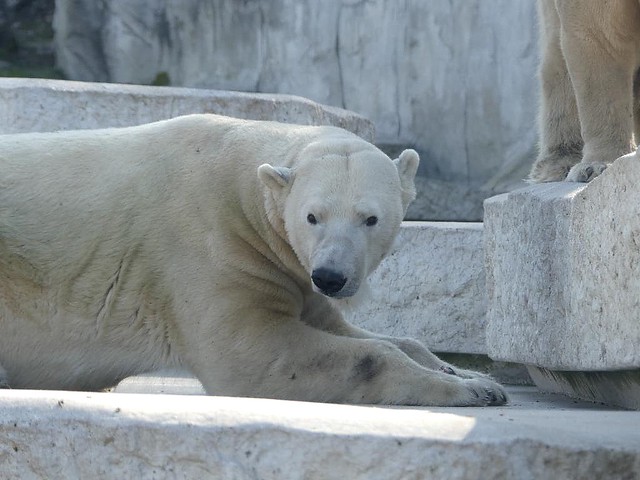 Eisbär Nika, Zoo Karlsruhe