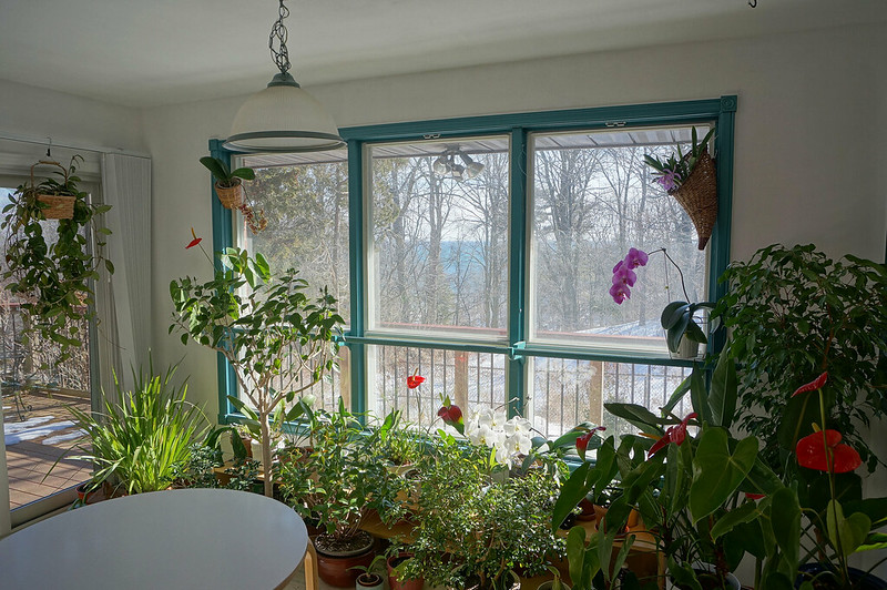 winter house flowers2018-02