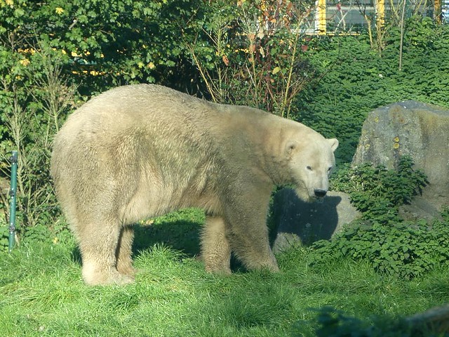 Eisbär, Dierenrijk Mierlo
