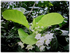 Beautiful white flowers of Vallaris glabra (Bread Flower, Kerak Nasi and Bunga Kesidang in Malay), March 15 2018