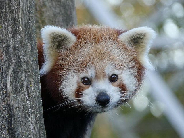 Roter Panda, Dierenrijk Mierlo
