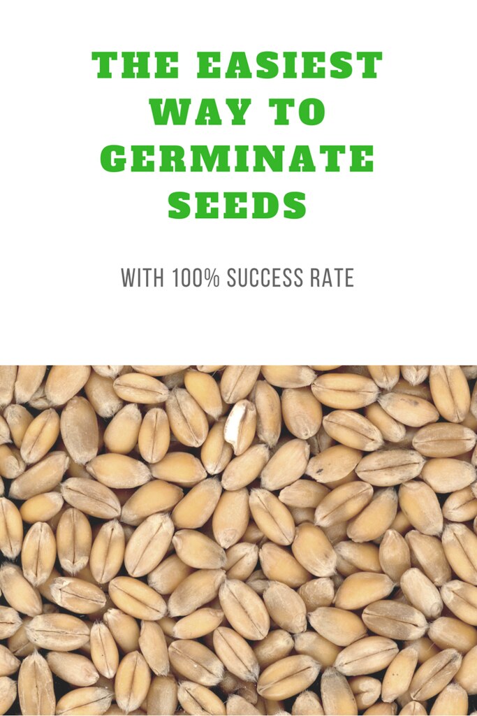 The Easiest, Fail-Safe Way to Germinate Seeds (Hint: Without soil)