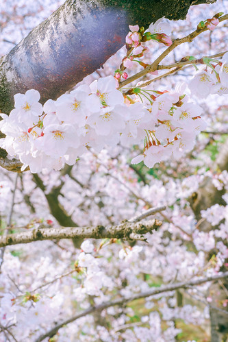 大阪 桜ノ宮 桜 Osaka Sakuranomiya Station Cherry Blossom