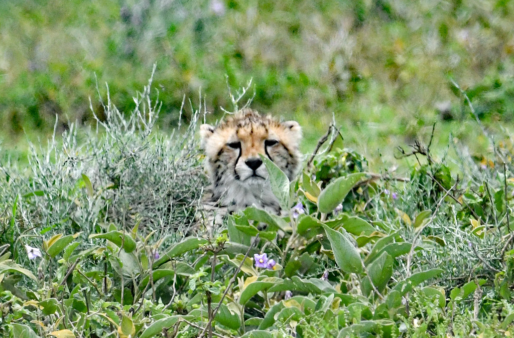 A cheetah cub waiting for the mother's hunt