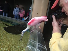 Gary and Roseate Spoonbill, National Zoo, Washington, D.C.