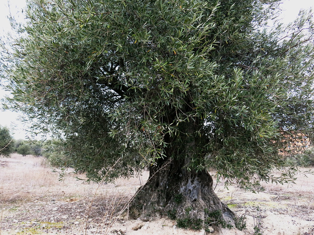 olivo centenario