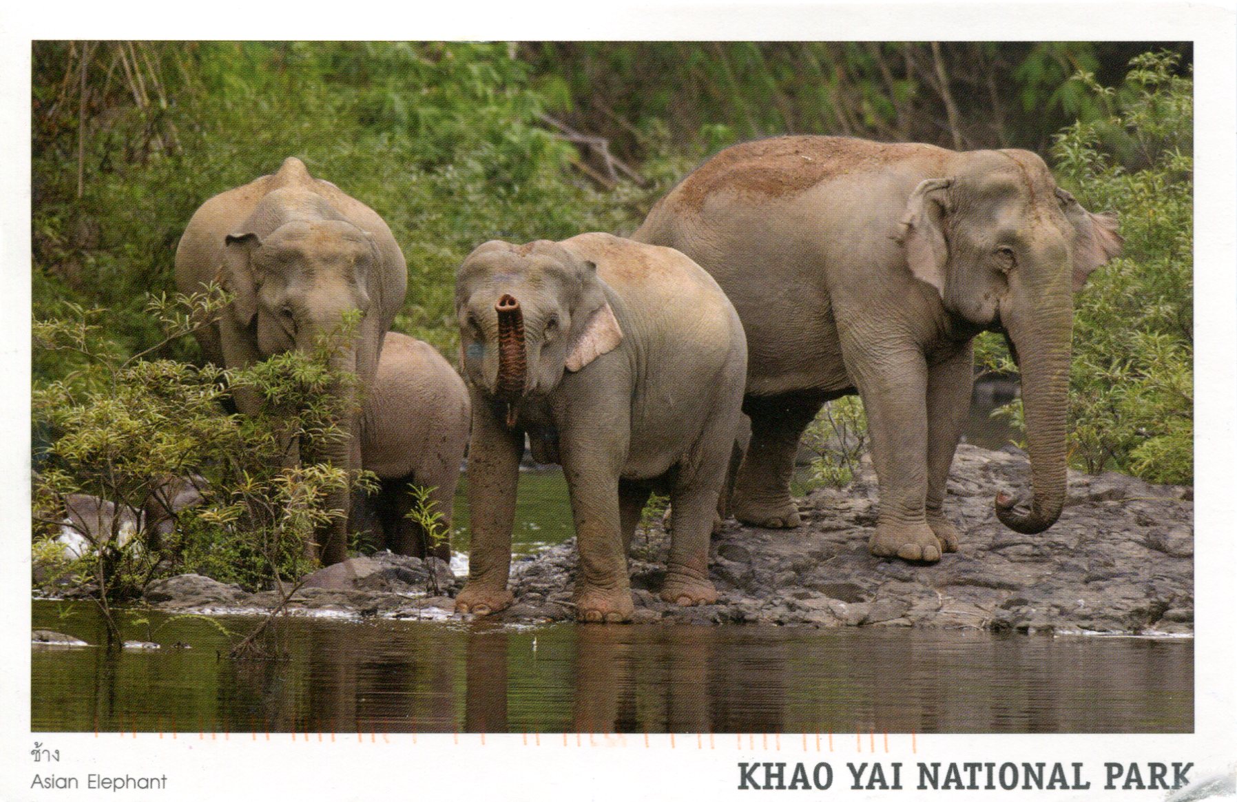 Postcard from Khao Yai National Park showing Thai elephants