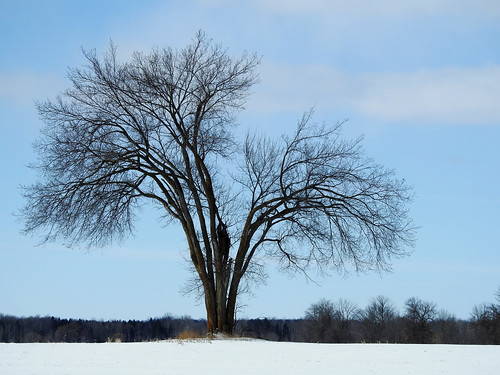 millersfarm vars ottawa ontario canada ferme winter hiver tree arbre