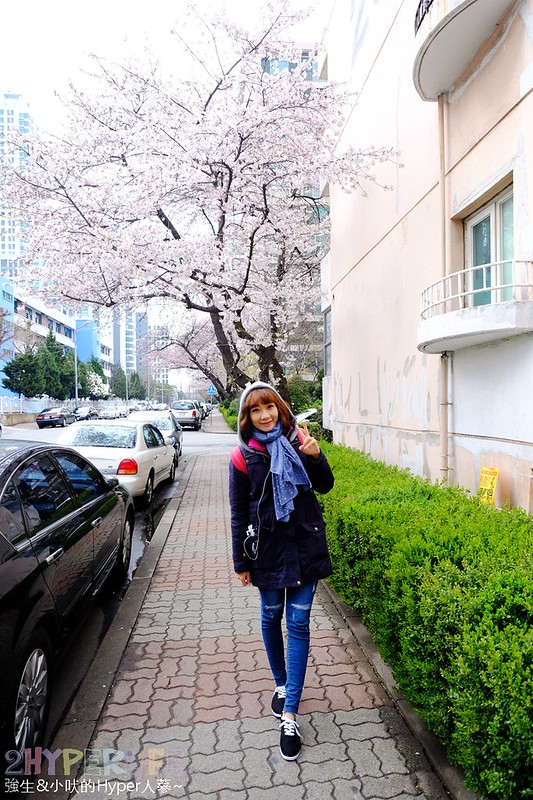 |韓國首爾自由行| 市區裡的百年Gyeseong國小週邊也有粉紅櫻花景點，另高速巴士客運站5號出口附近也有櫻花加迎春花步道可賞櫻哦！ @強生與小吠的Hyper人蔘~