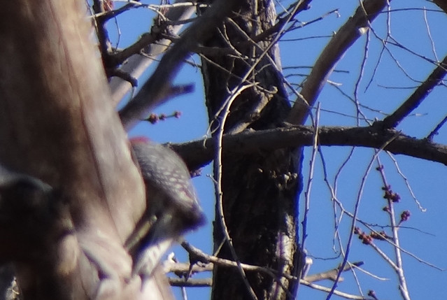 red-bellied woodpecker, Mullen
