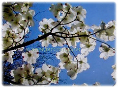 Mesmerising white blossom of Cornus florida, March 14 2018