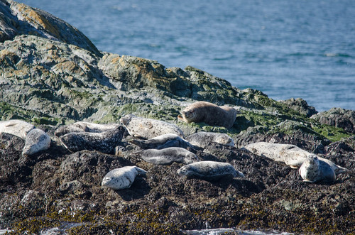 Harbor Seals-003