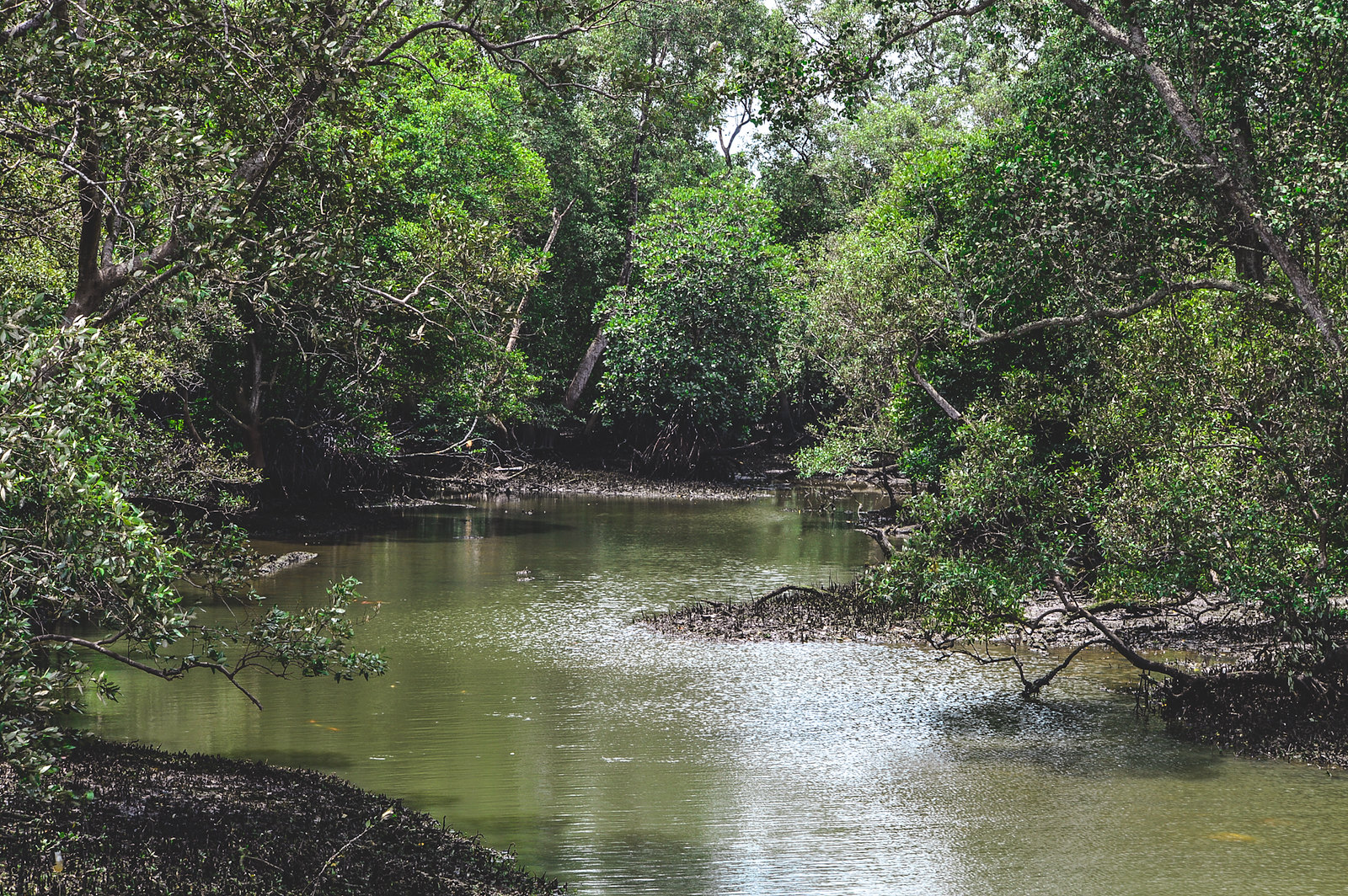 Sungei Buloh Wetland Reserve, Singapore 2018