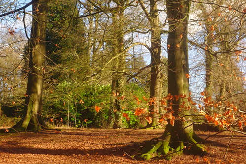 wales newport gwent coedmelyn woodland landscape leaf leaves shadow branch branches orange brown green
