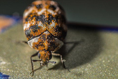 Carpet beetle on pencil