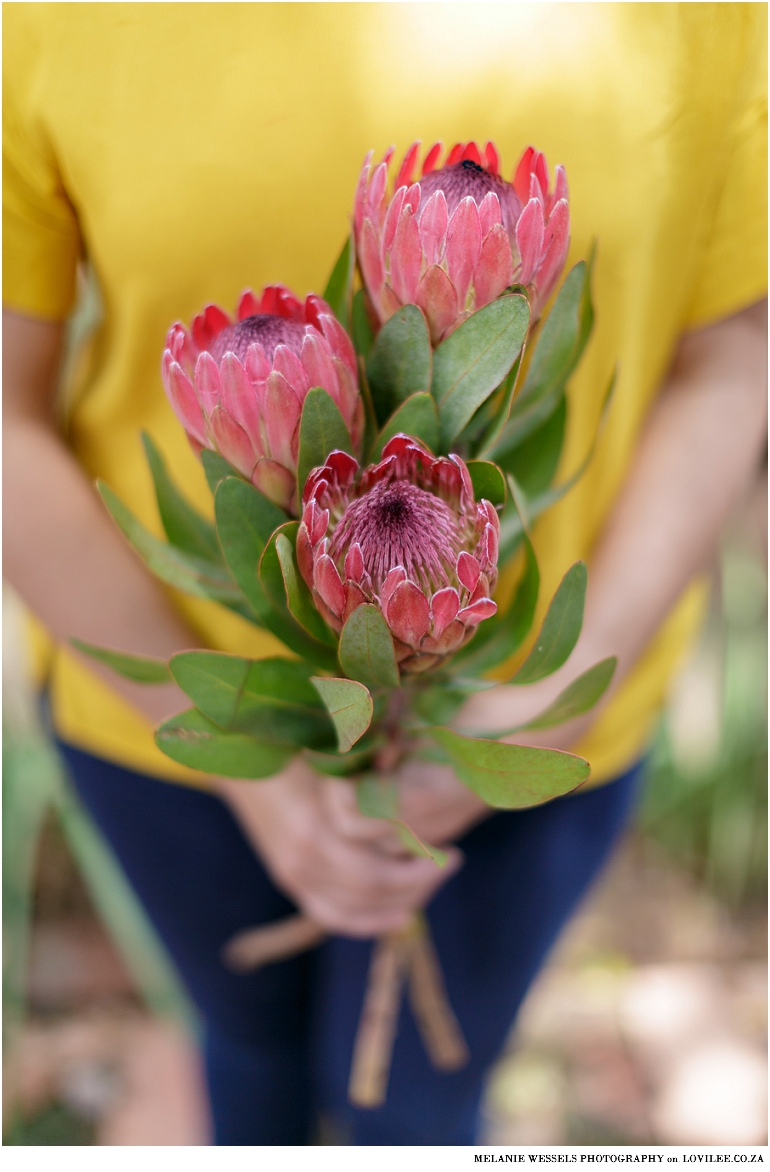 Bunch of proteas