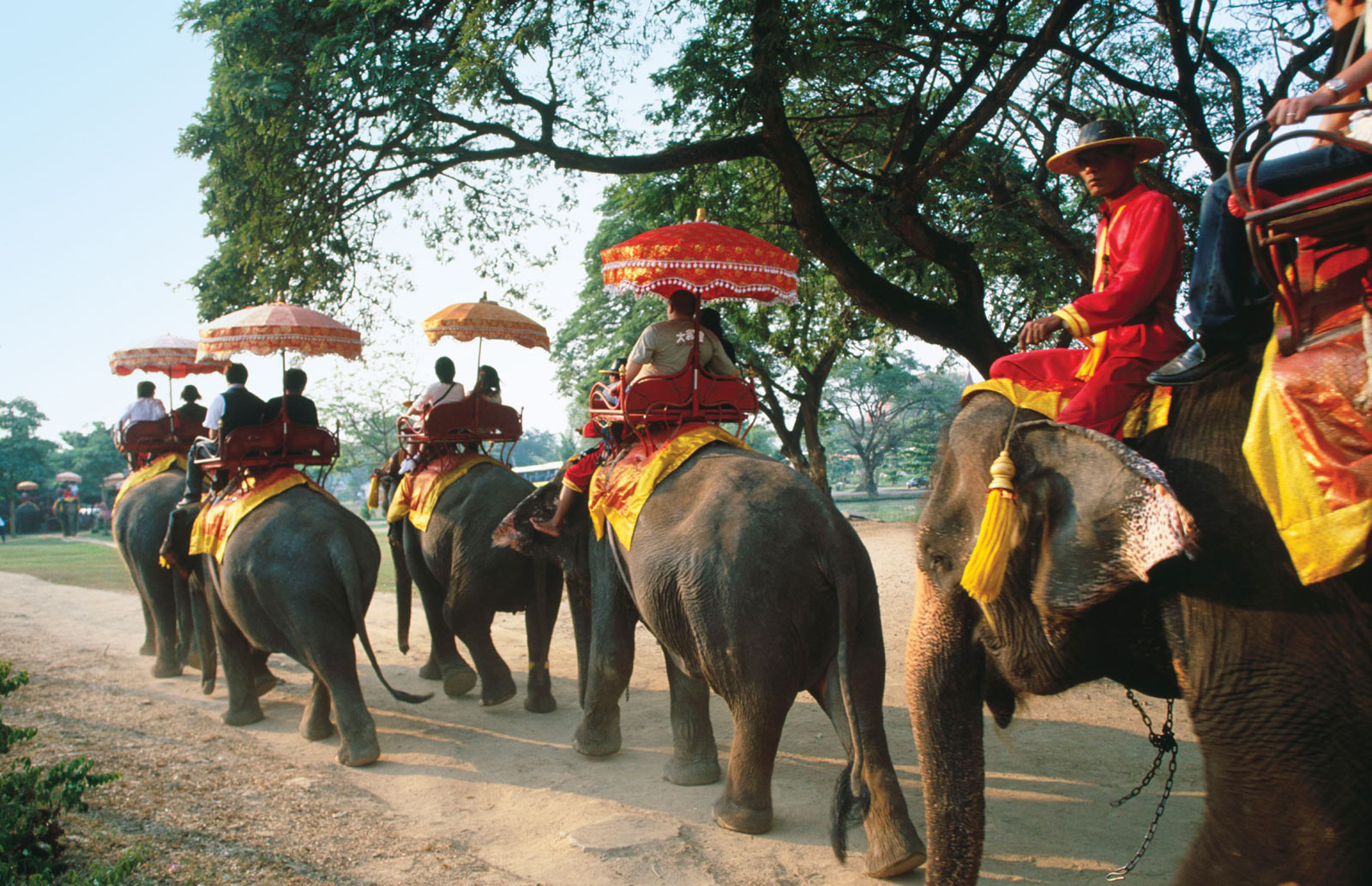 Elephant caravan at Ayutthaya, Thailand.