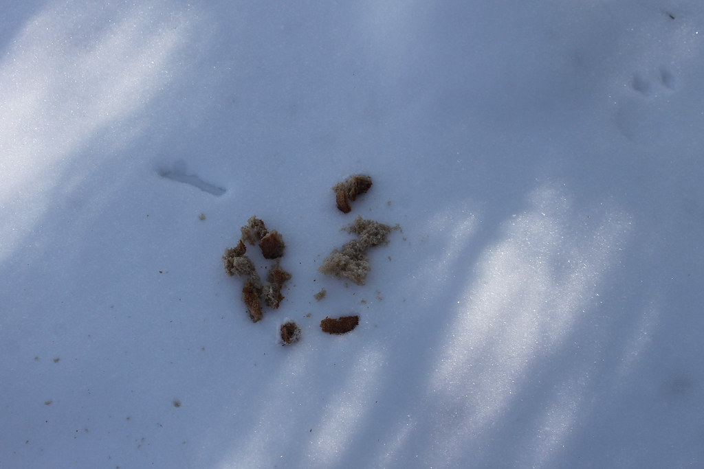 По следу крысы 3 военный. Крысиные следы. Мышиные следы на снегу. Следы крысы на снегу. Крысиные следы на снегу.