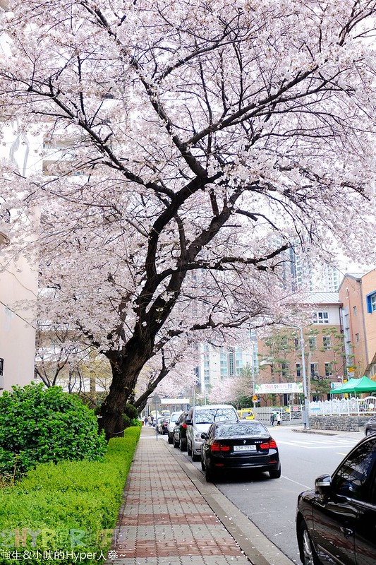 |韓國首爾自由行| 市區裡的百年Gyeseong國小週邊也有粉紅櫻花景點，另高速巴士客運站5號出口附近也有櫻花加迎春花步道可賞櫻哦！ @強生與小吠的Hyper人蔘~