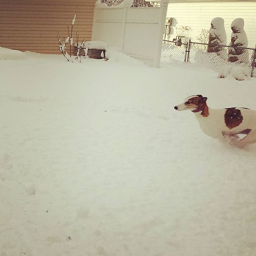 Snowhound (1 of 3) ##Cane #DogsOfInstagram #greyhound
