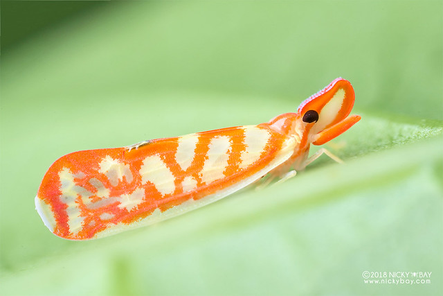 Derbid planthopper (Derbidae) - DSC_8018