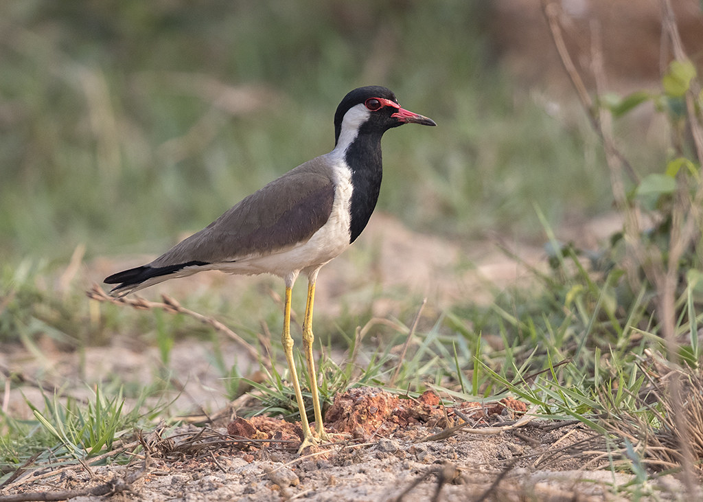 Red-wattled Lapwing   Vanellus indicus