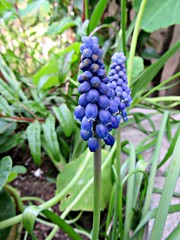 Grape hyacinth