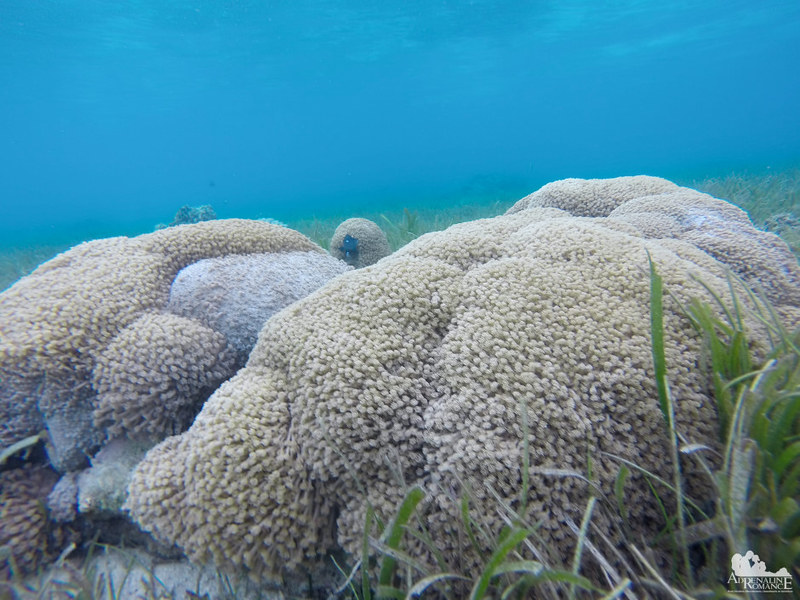 Soft corals at Digyo Island Marine Sanctuary