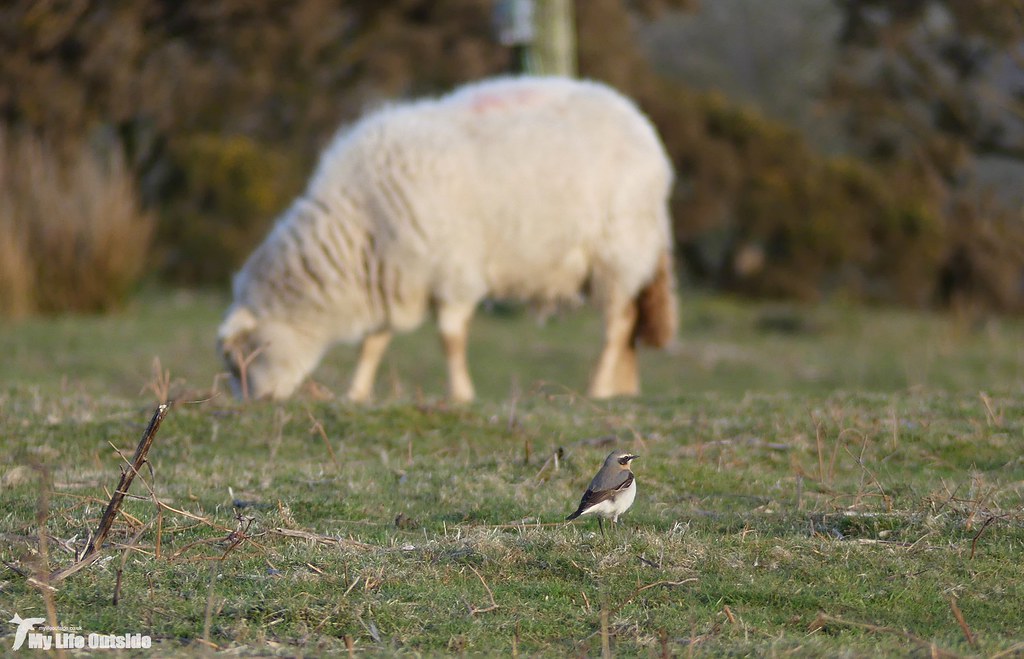 P1130891 - First Wheatear of 2018