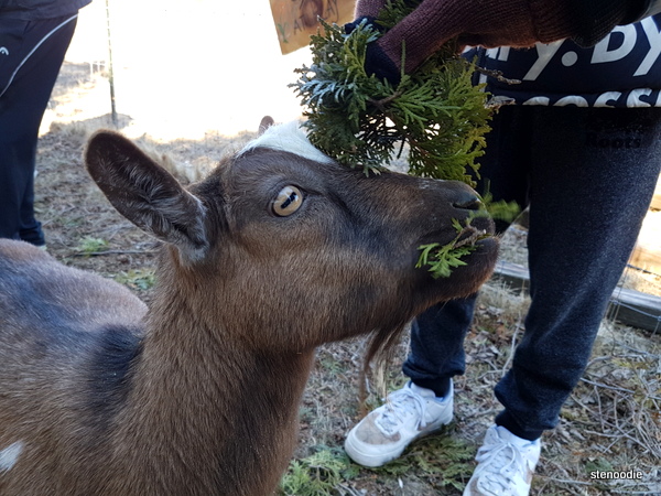 Goats eating cedar