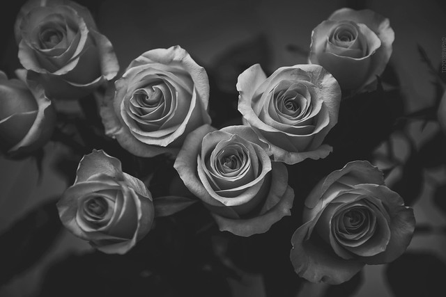 2018.03.08_067/365 - Roses