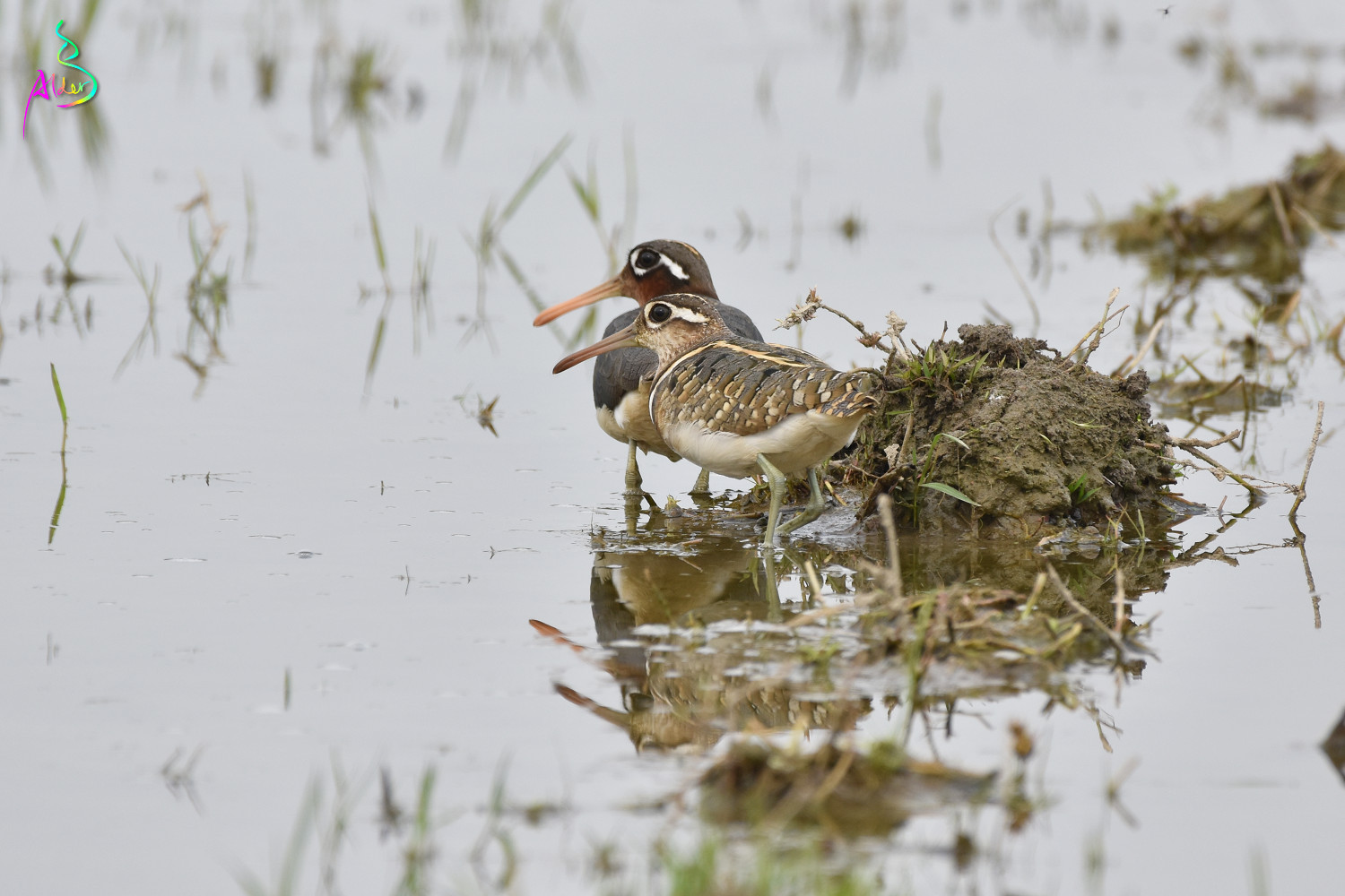 Painted_Snipe_5568