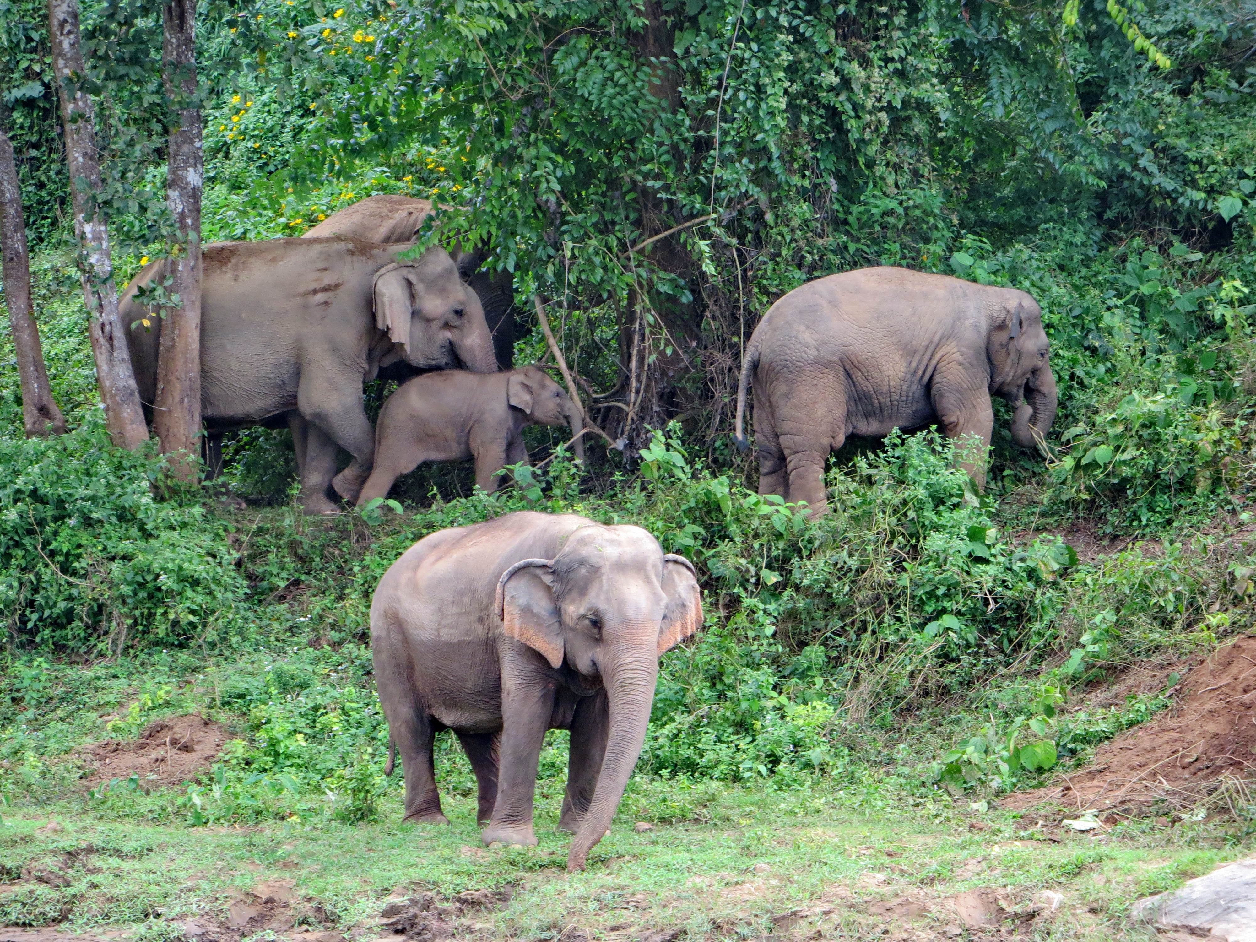 Elephants near Nai Harn, Phuket, Thailand. Photo taken on November 30, 2013.