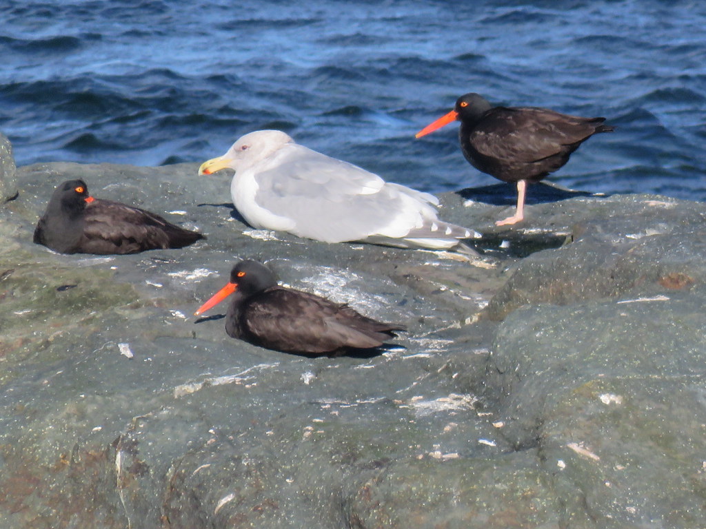 Black Oyster Catchers and Gull .