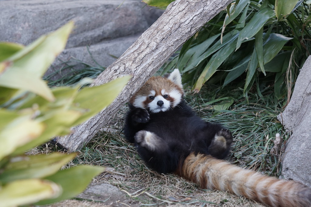 Red panda at Kobe Oji Zoo 2018-02-17