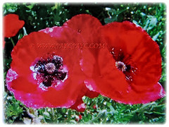 Gorgeous red flowers of Papaver somniferum (Opium Poppy, Breadseed Poppy, Common Poppy, Fringed Poppy), March 3 2018