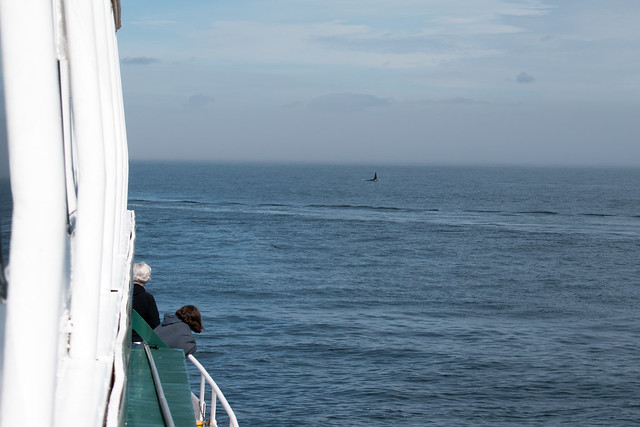 Whale Watching with San Juan Cruises