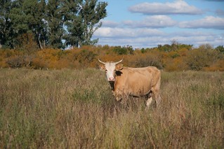 Cow On The Range